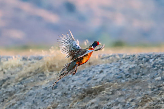 Sunset pheasant