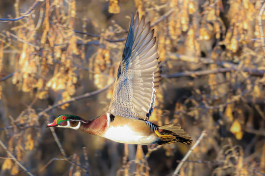 Wood Duck