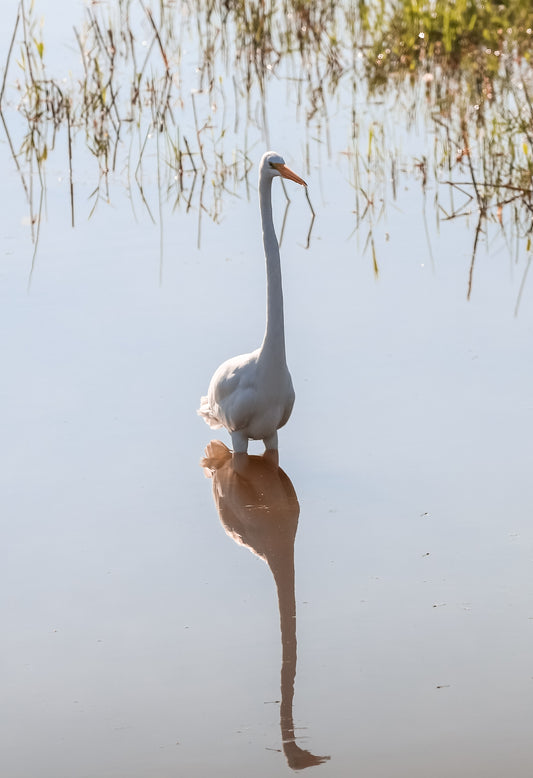 Great Egret